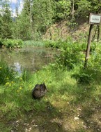 biotop-wildpark-wildbichl.jpg