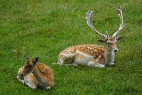 damwild-im-wildpark-wildbichl.jpg