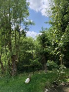 entenbesuch-im-wildpark-am-niederndorferberg.jpg