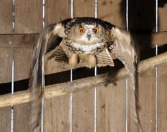 eulenflug im wildpark wildbichl.jpg