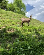 gemsendame-wildpark-zoo-wildbichl-niederndorferberg.jpg