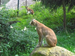 im luchsgehege im wildpark wildbichl.jpg