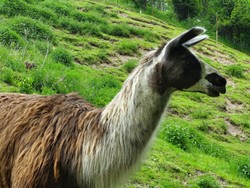 lamas-wildpark-wildbichl-niederndorferberg-tirol (17).jpg