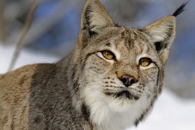 luchsdame-tirol-wildpark-wildbichl.jpg