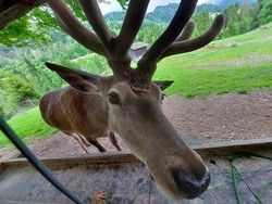neugieriger-dammhirsch-wildpark-wilbichl-niederndorferberg-min.jpg