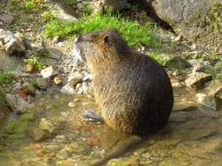 nutria-zoo-tirol-wildpark-wildbichl.jpg