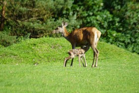 rotwild-nachwuchs-im-wilpark-wildbichl.jpg