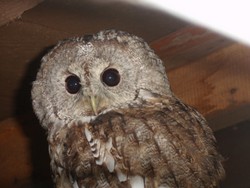 schnee-eule im wildpark wildbichl im sommer.jpg