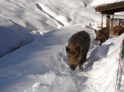 schweineaufmarsch-wildpark-wildbichl-zoo-tirol.jpg