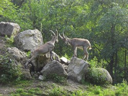 steinboecke-tierpark-niederndorferberg-min.jpg