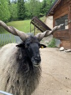 unterschiedlichste schafe im wildpark in wildbichl.jpg