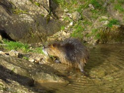 wildpark-wildbichl-tiere (38)-min.JPG