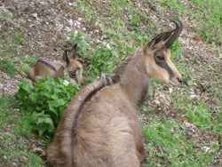 wildpark-wildbichl-tiere (75)-min.JPG