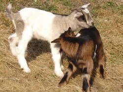 wildpark-wildbichl-tiere (80).jpg