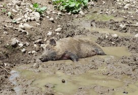 wildschweingenuss-im-wildpark-wildbichl-niederndorferberg.jpg