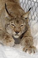 winter im luchsgehege wildpark wildbichl.jpg